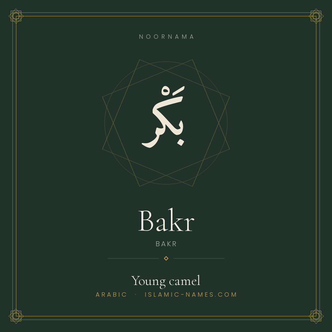 Bakr — Islamic Muslim Baby Name, Meaning & Origin | NoorNama